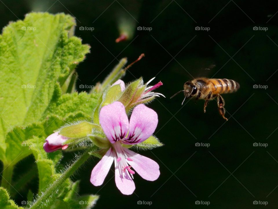 A bee in flight by a pink flower