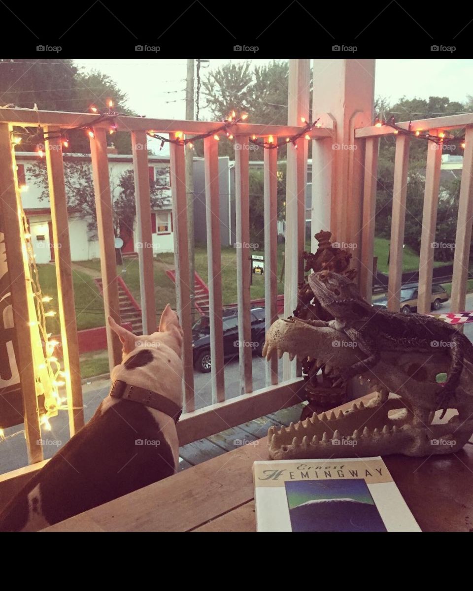 The most wholesome feeling for me is when I don’t have anything to do, so I just spend time with my animals and read a good book.