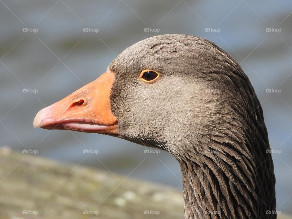 A close up of a goose