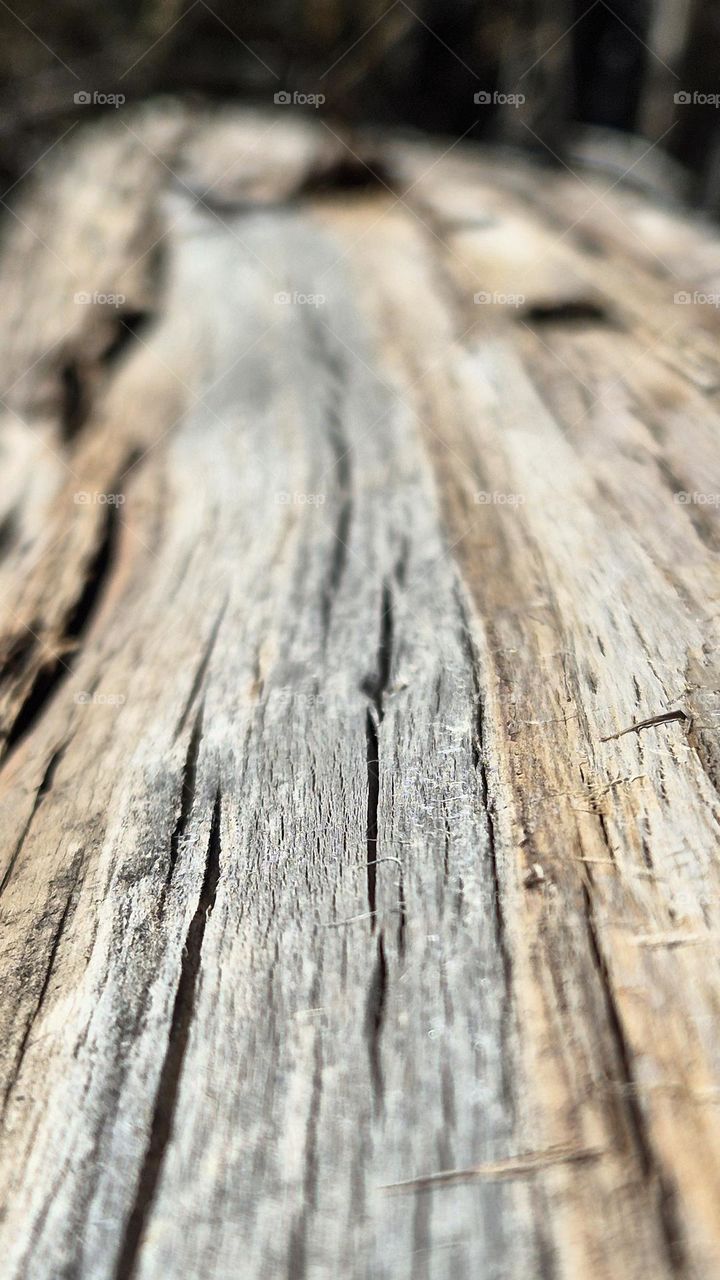 Сухое дерево