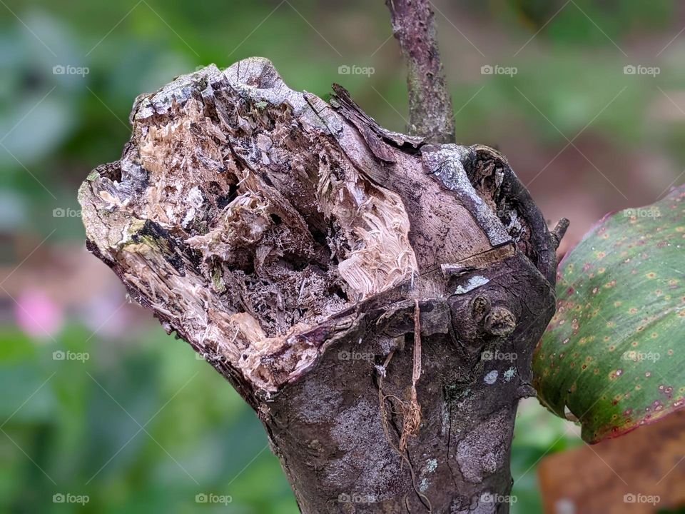 porous tree trunks