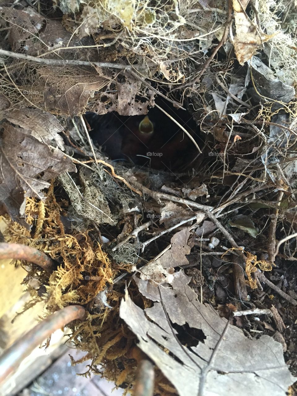 Hungry Baby Bird. Birds nest out my back door with tiny baby birds!