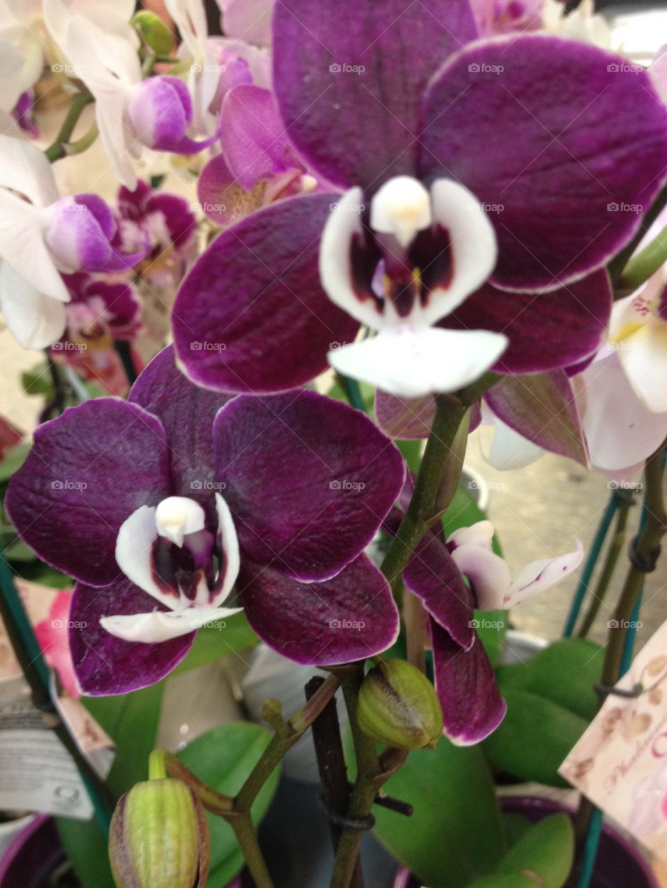 Purple flowers with bud