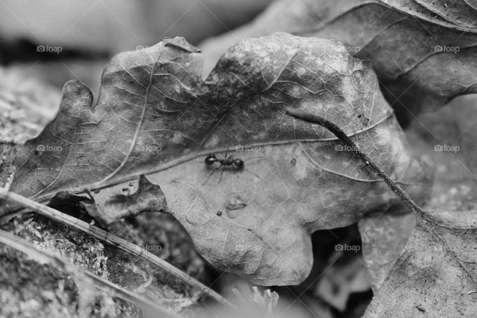 ant and leaf