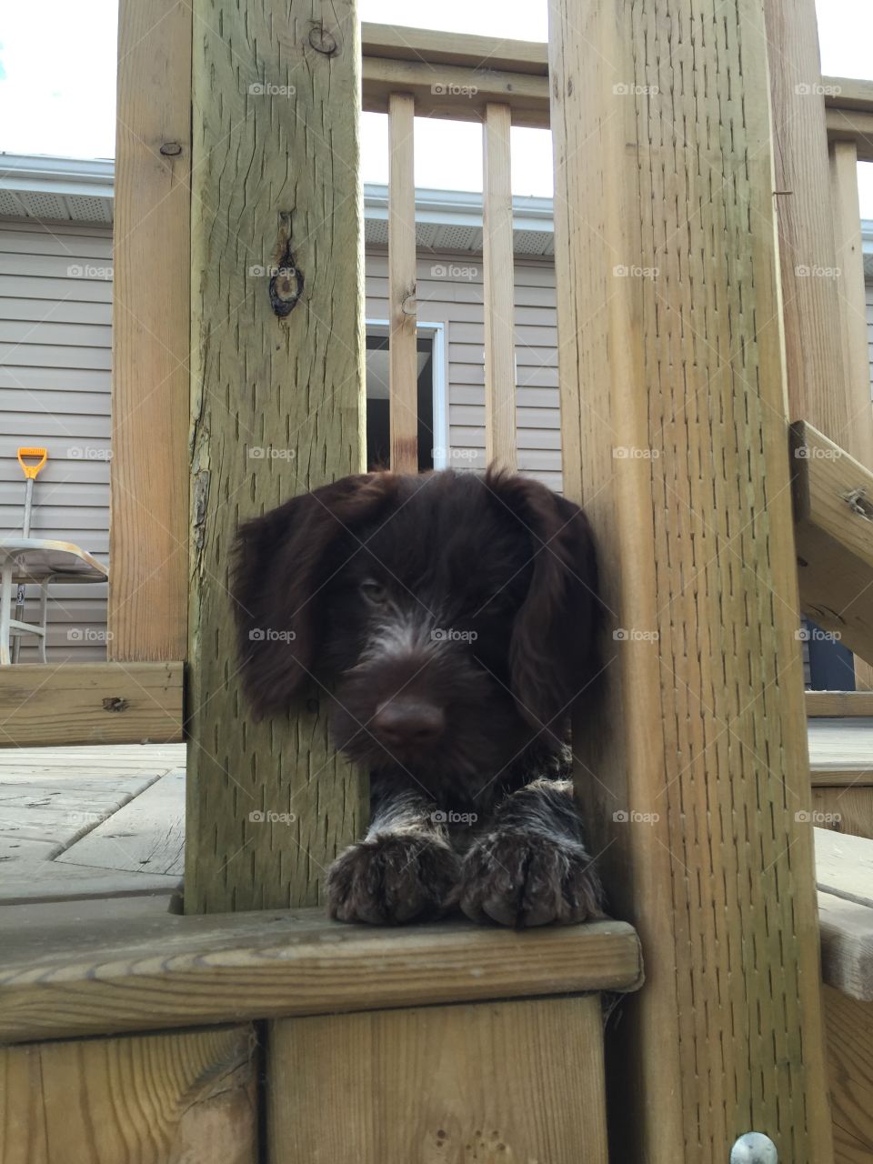 german wirehaired pointer puppy peeking through fence post