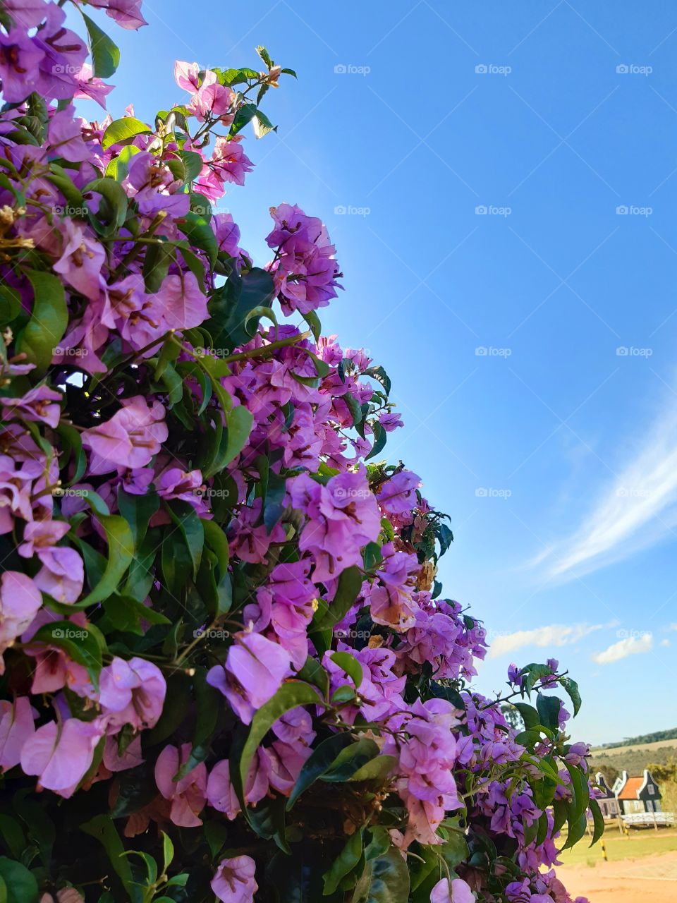 contraste de cores, beleza exuberante!