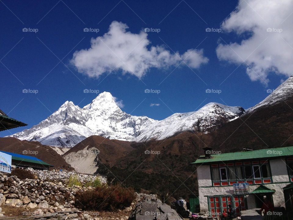 Roam about the forest