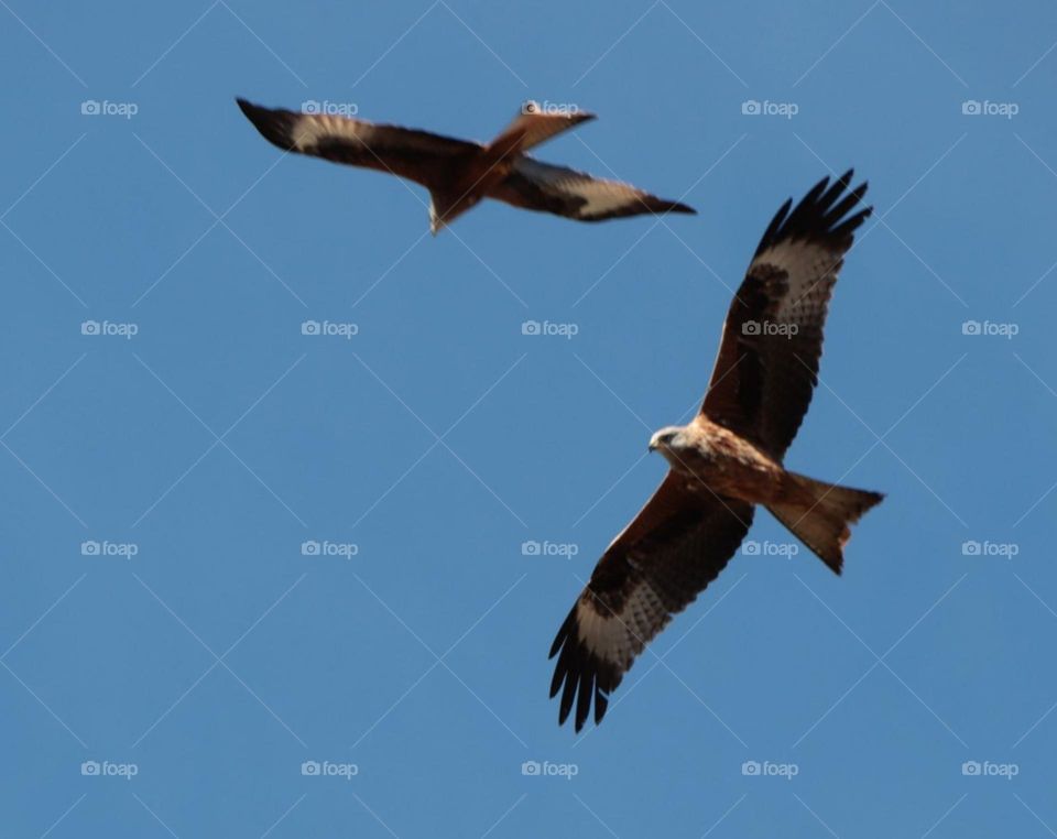 pair of eagles