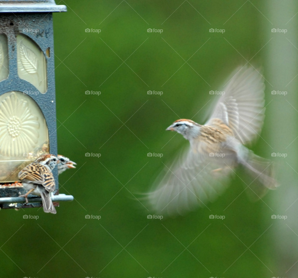 birds flying flight eating by lightanddrawing