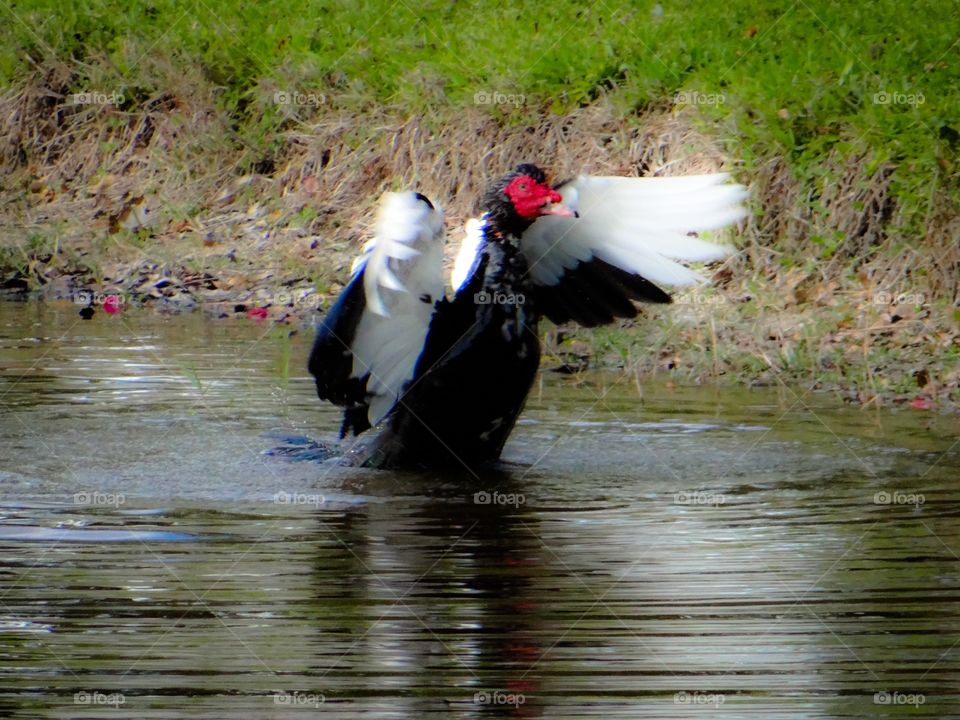Duck,swimming,pond,wings,