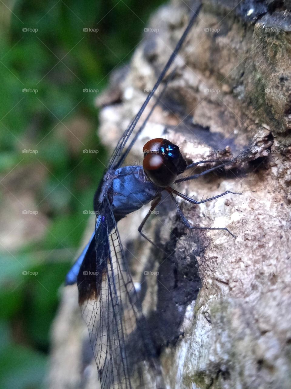 Blue dragonfly.