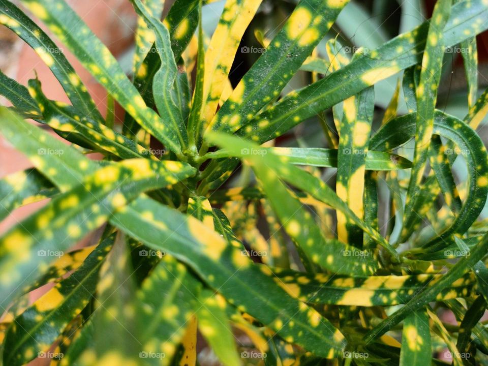 yellow and green leaf plant