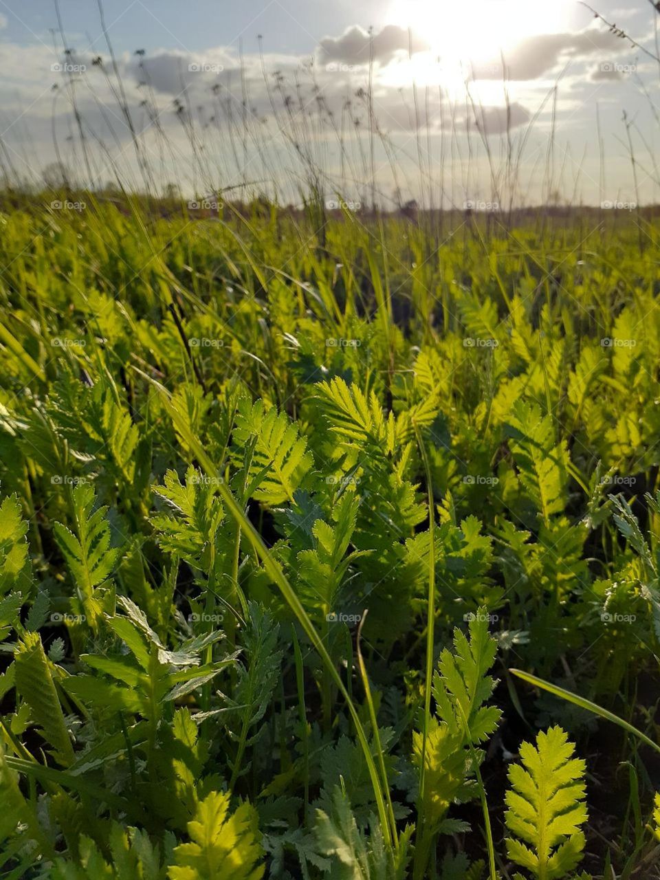 The first spring green grass