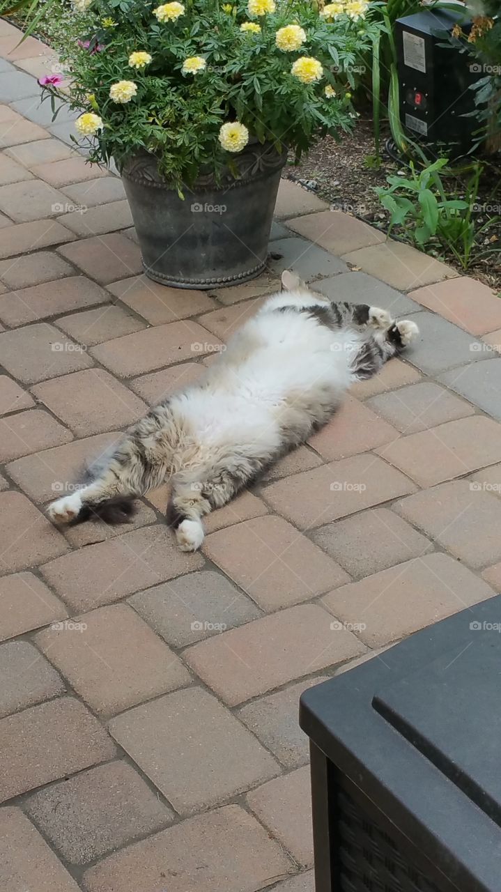 one relaxed cat. this little guy was worn-out from playing.