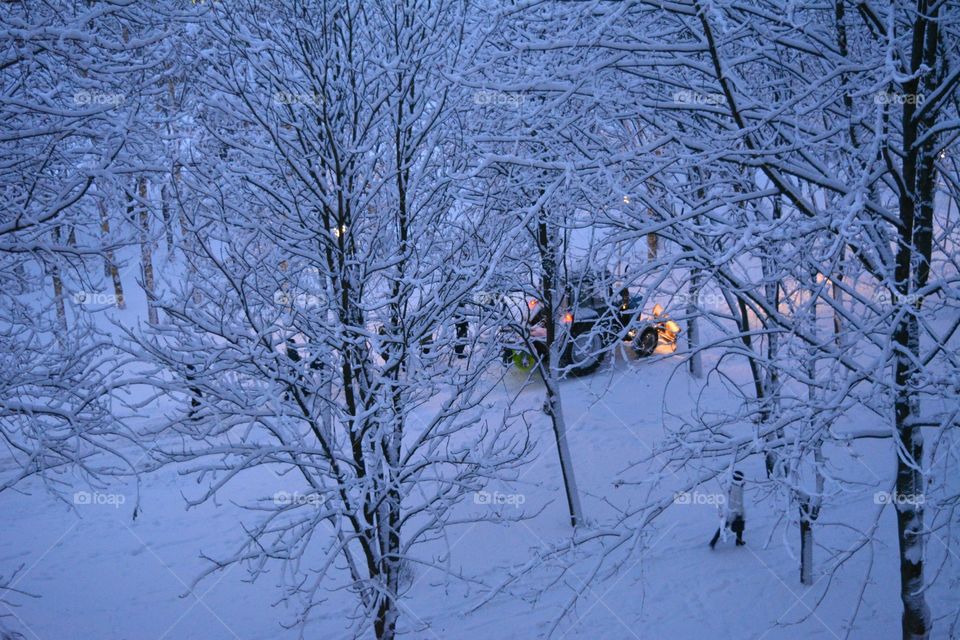 Winter, Snow, Tree, Cold, Branch