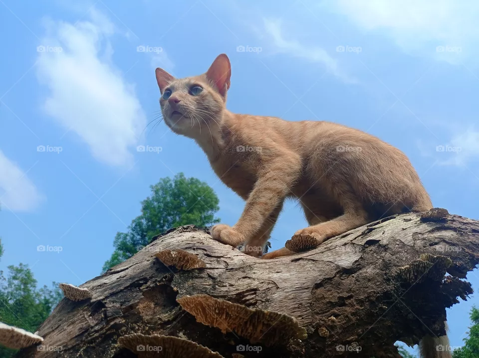 cat 🐱
