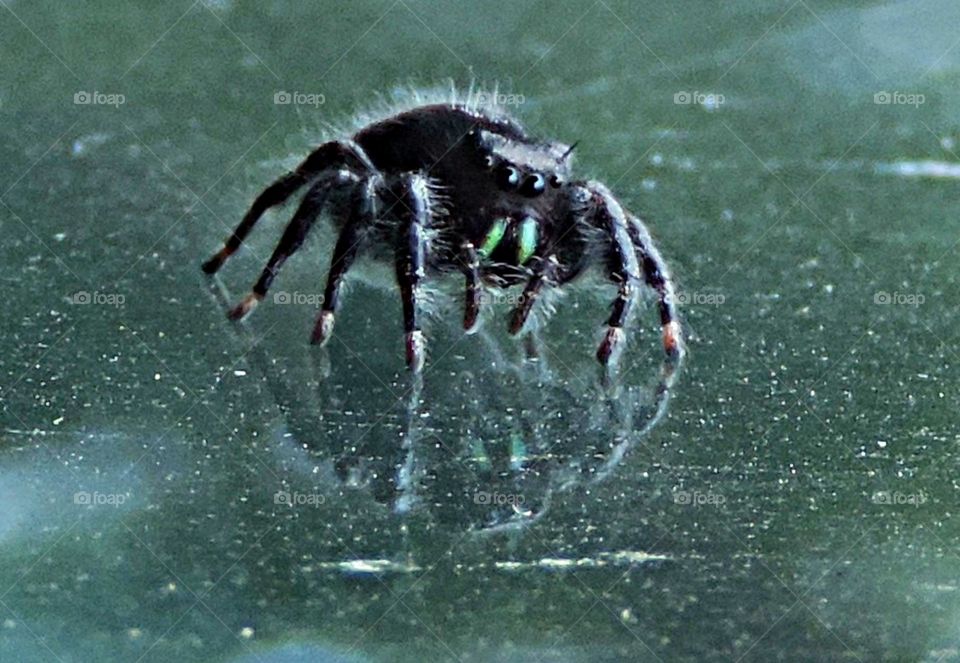 Spider. on a windshield