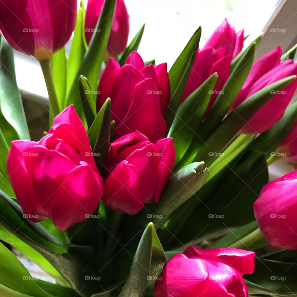 Spring Tulips 