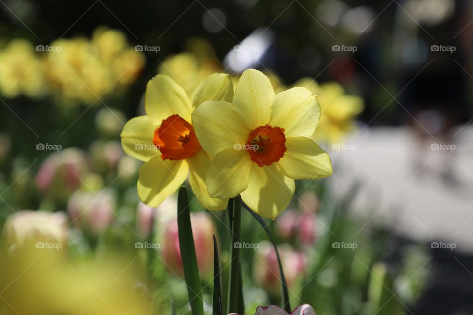 Daffodils blooming in springtime 