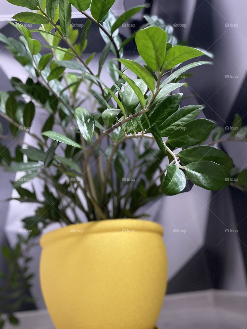 Zamioculcas