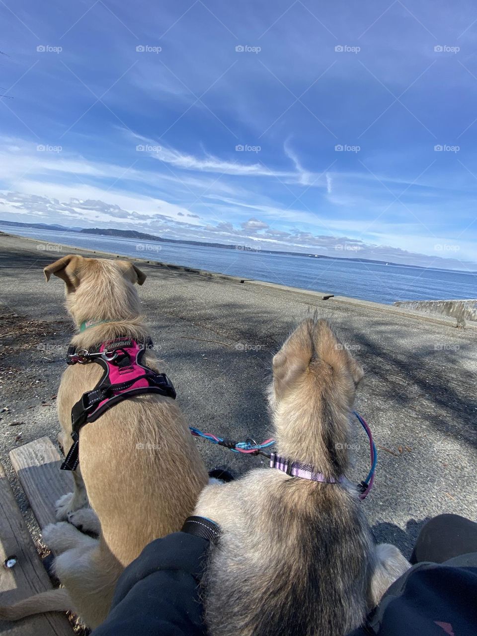 Waiting for our human to rest