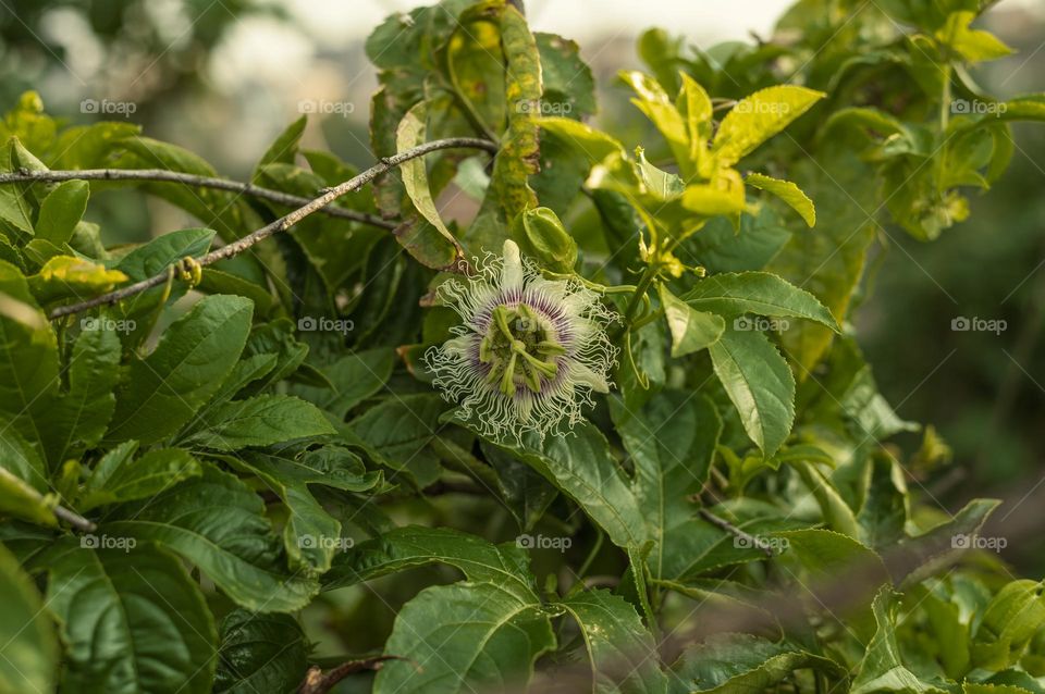 Blooming of passion fruit flower in spring