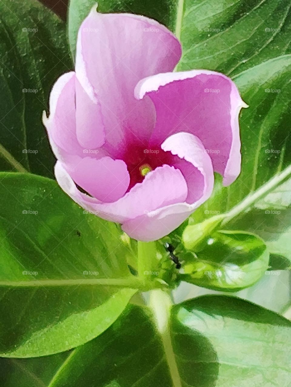 periwinkle pink flower seasonal fresh shurb looks very beautiful generally found everywhere
