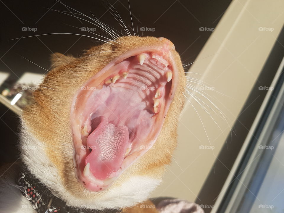 Majestic roar (secretly a yawn, don't tell him I told you) by a housecat called Sesam.