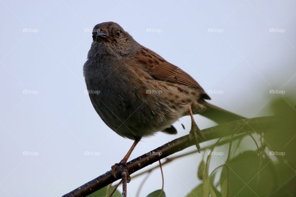Dunnock 