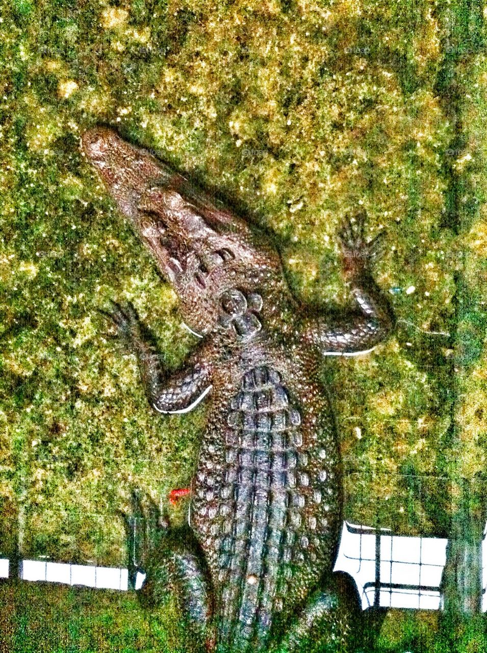 Crocodile