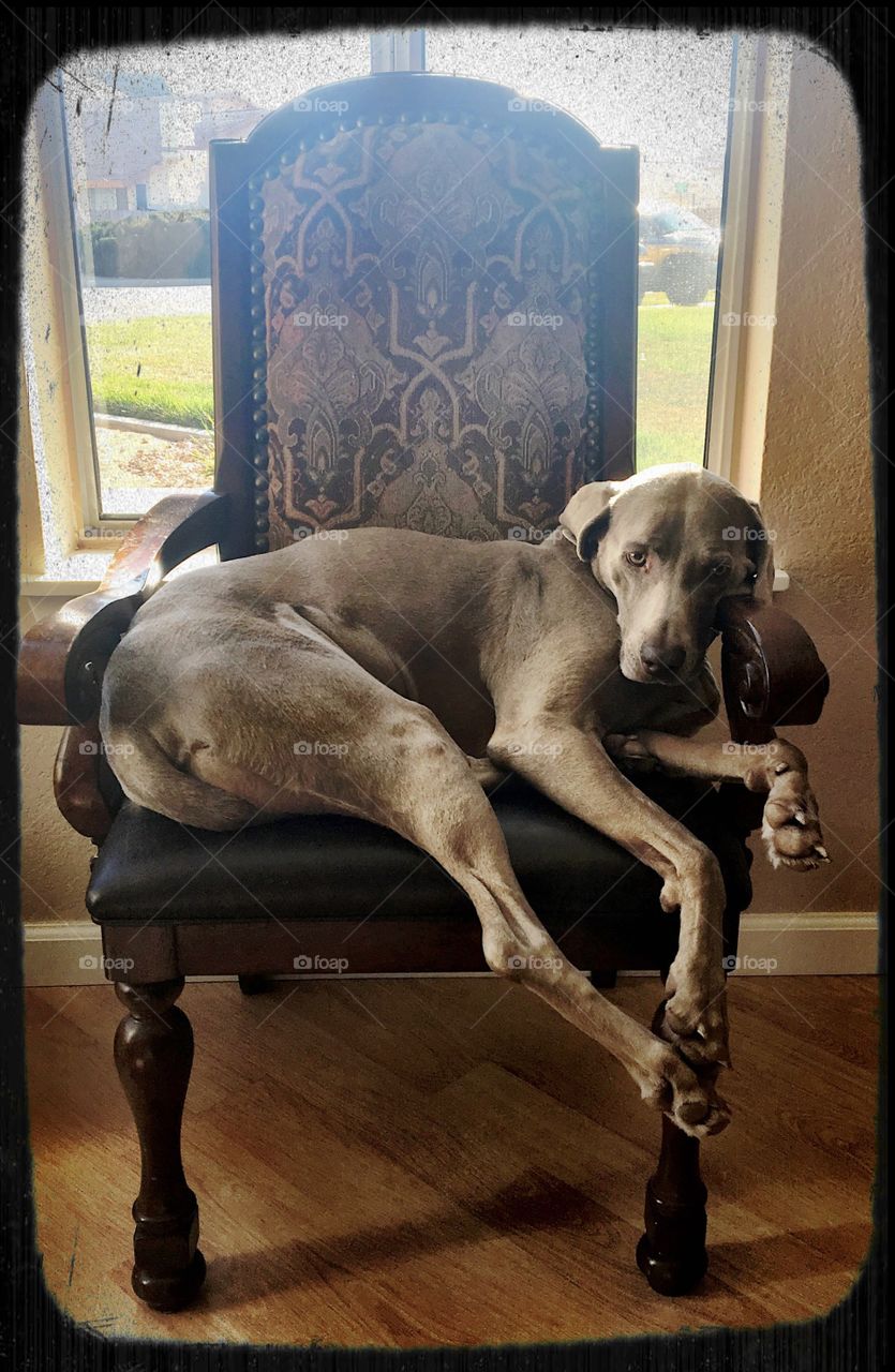 Weimaraner dog laying on chair. Sepia. Lazy.