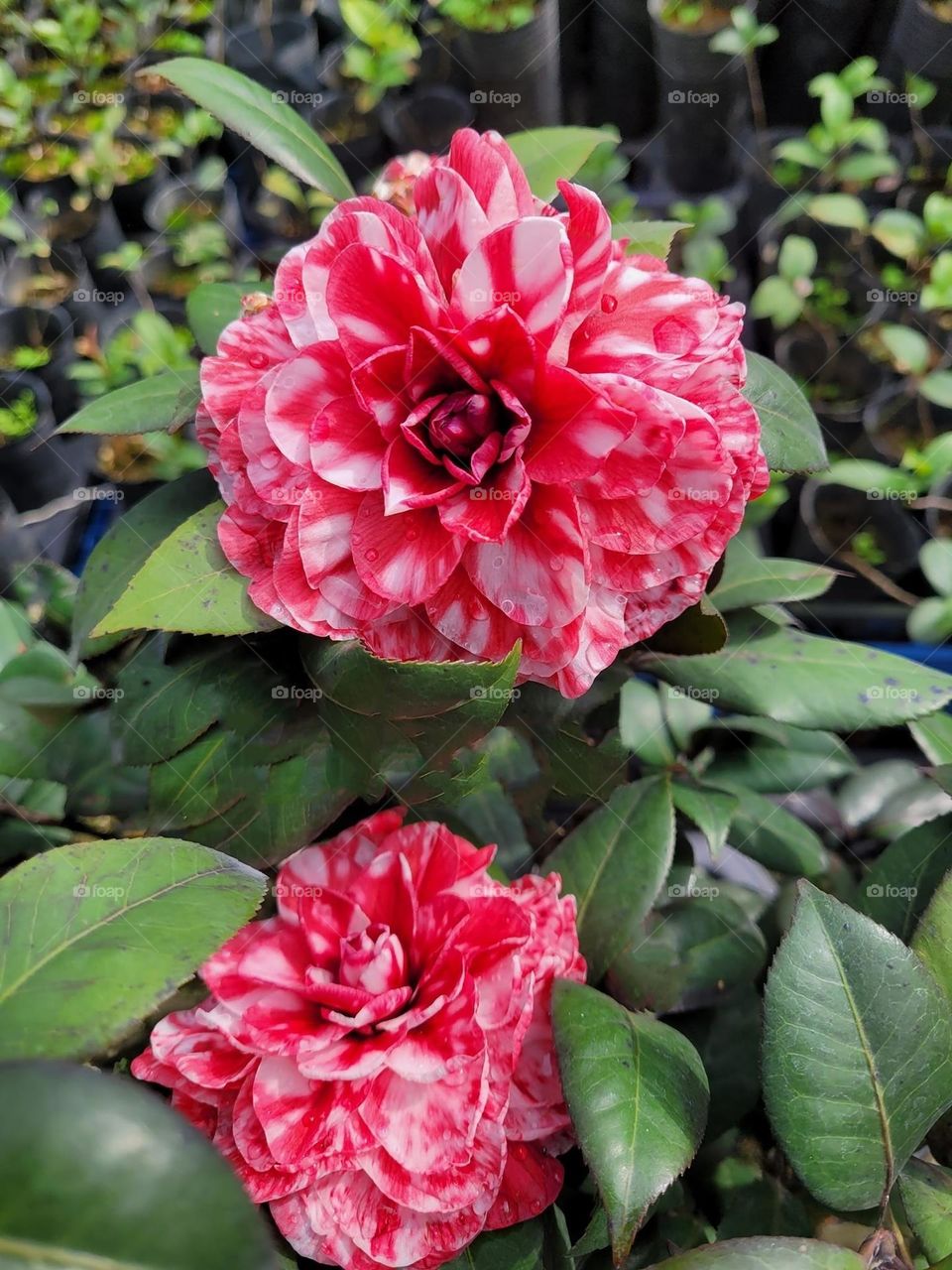 Beautiful flowers in bloom