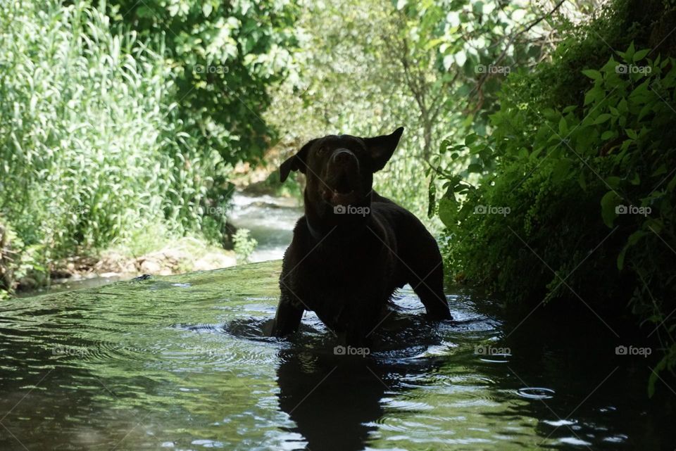 Dog#nature#lake#play#greengrass#reflect