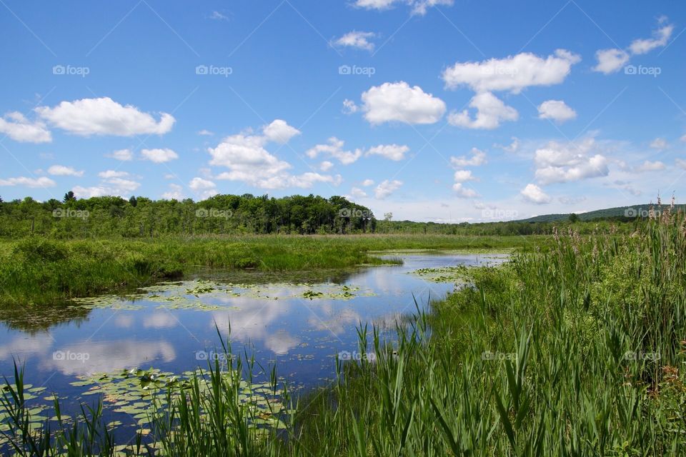 Marsh Sky