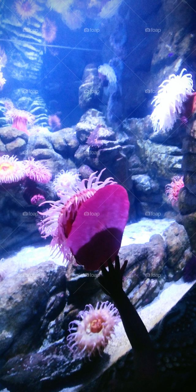 Small child reaching for sea anemone