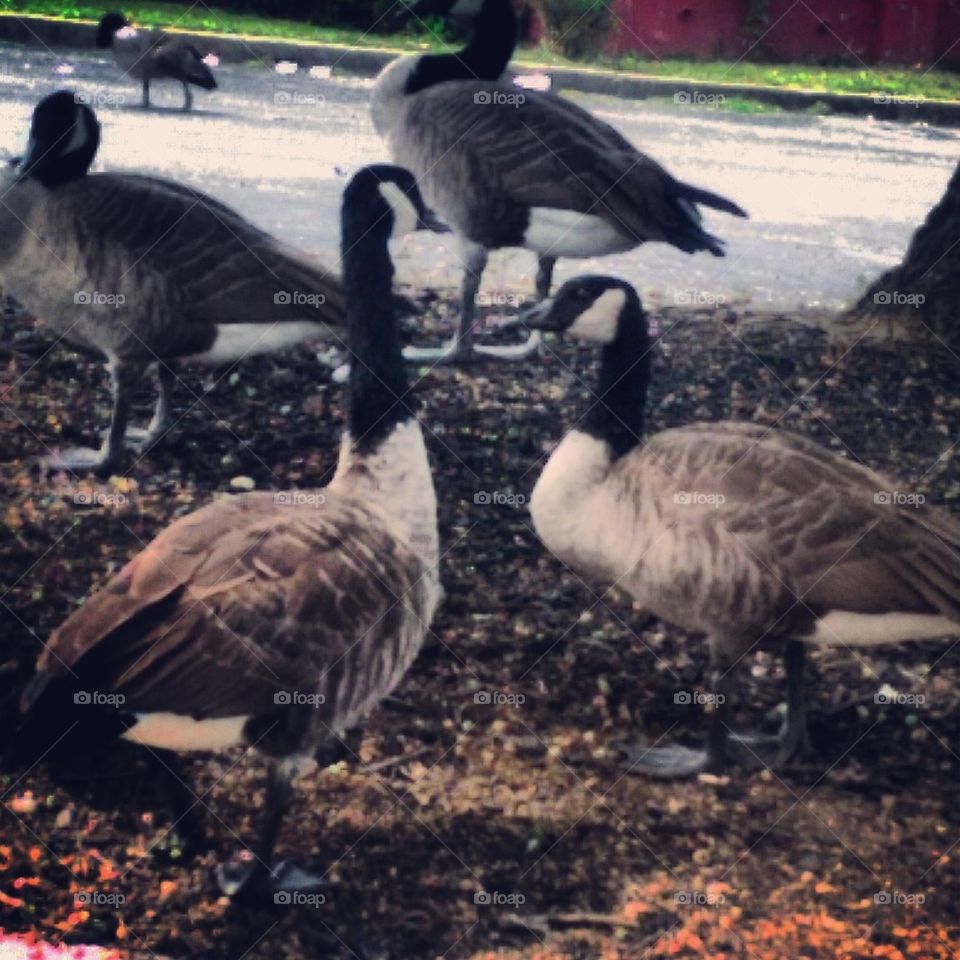 Urban Geese 