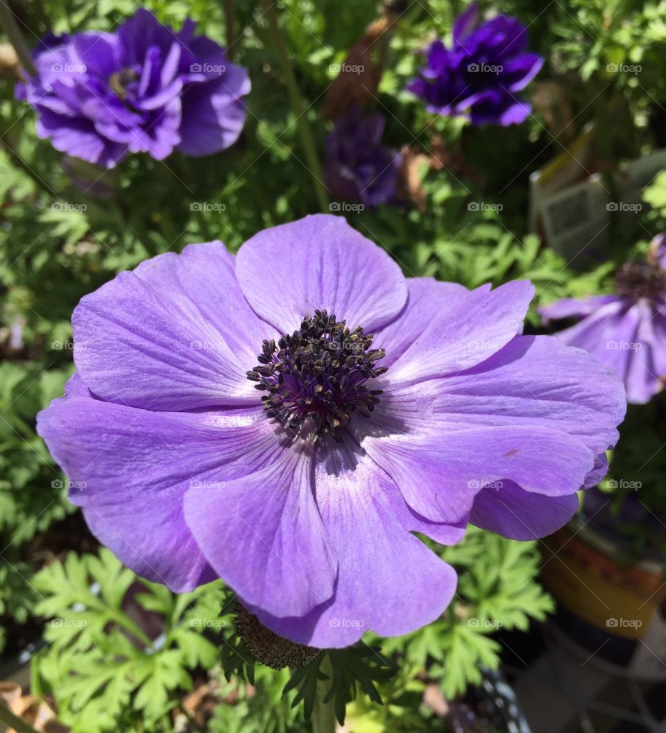 Purple flower. Purple flower from the garden