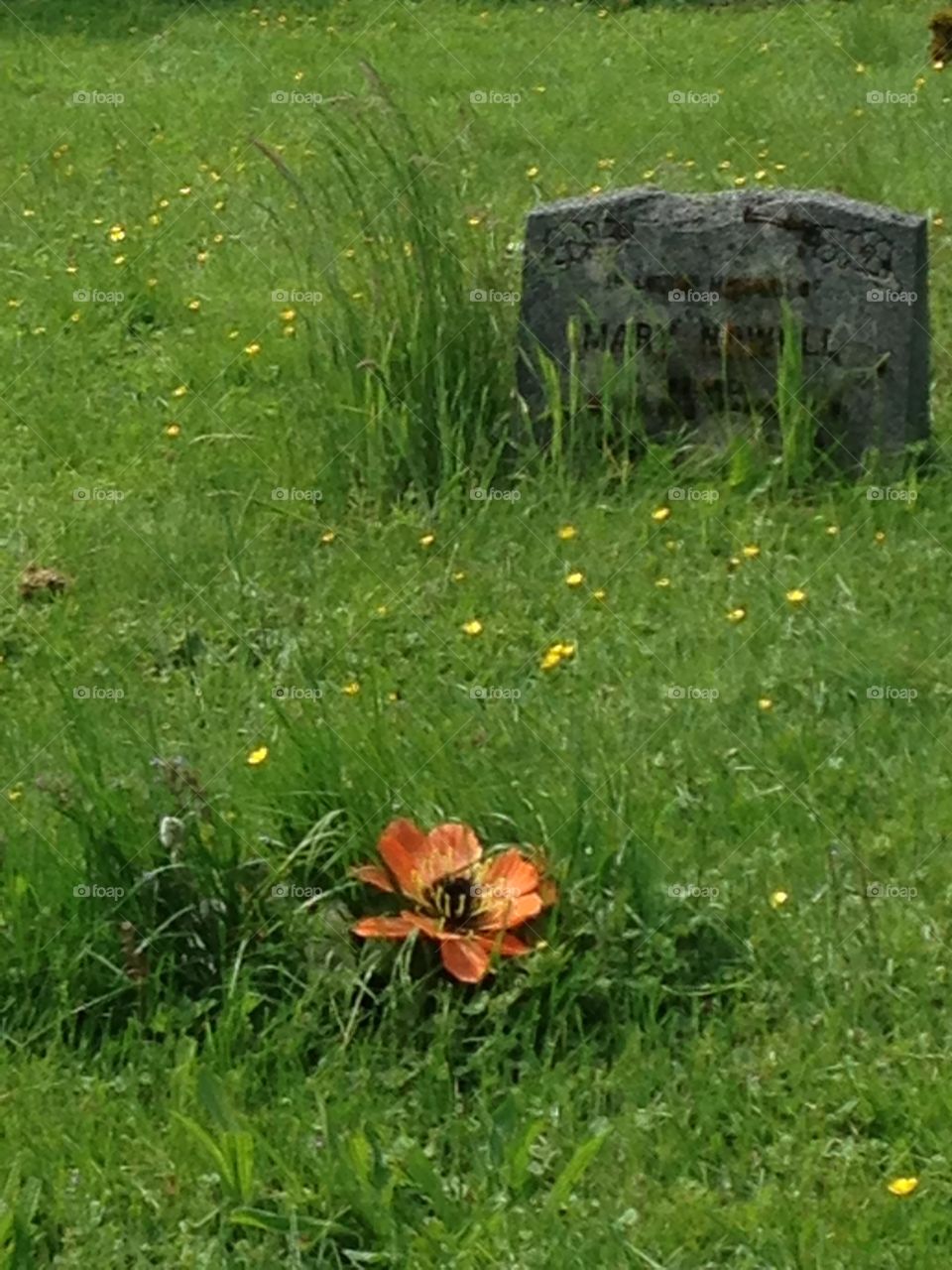 Flower in cemetery 