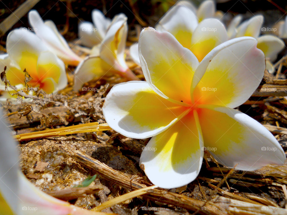 Close-up of white flowers