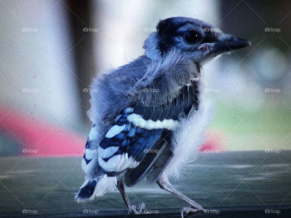 Baby blue jay