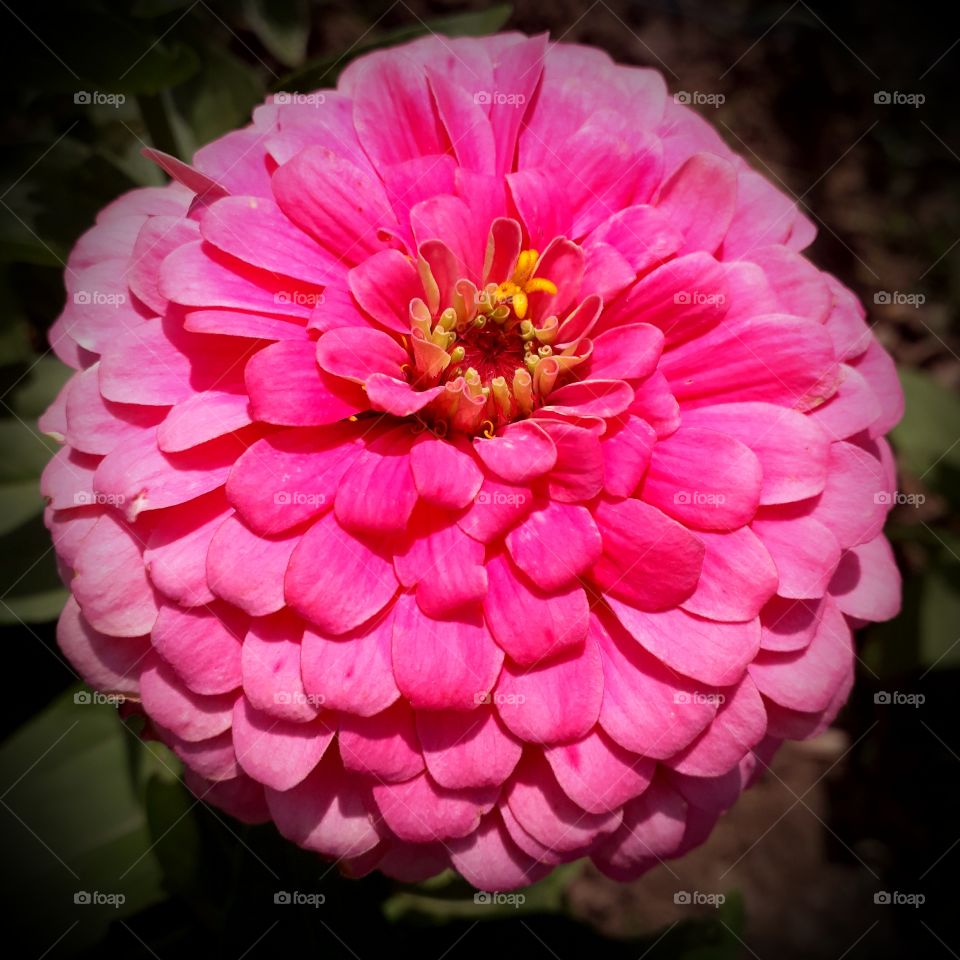 pink flower