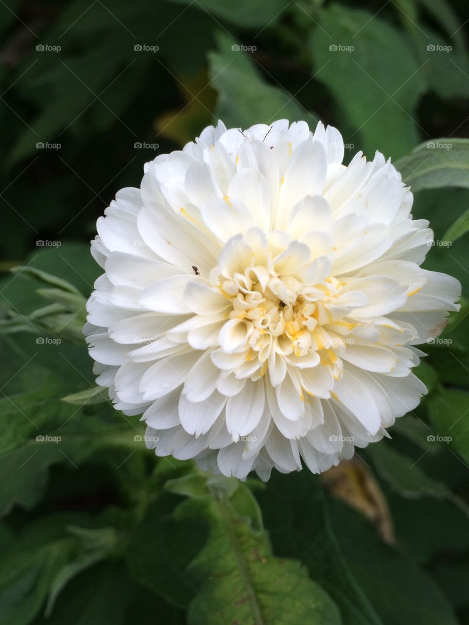 Layers of white petals 