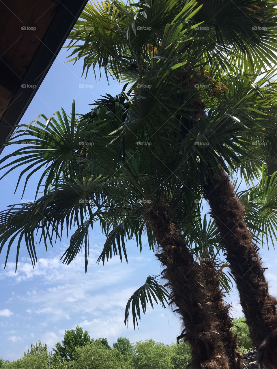 A palms -straight view from the hotel at Perschiera del Garda 