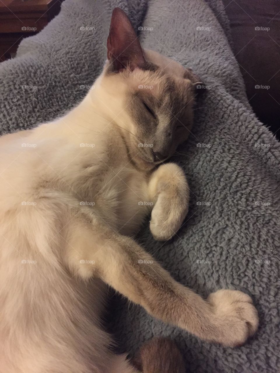 My Siamese cat having a snooze