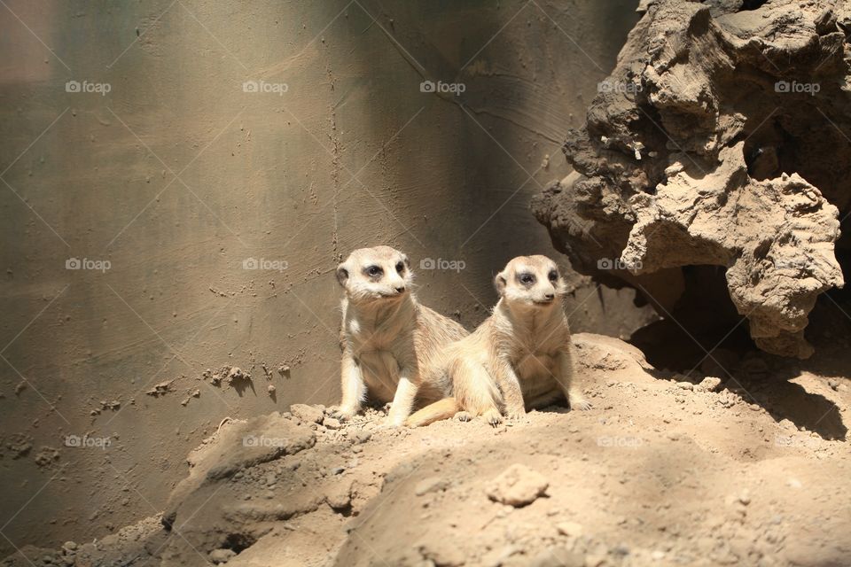 Meerkat