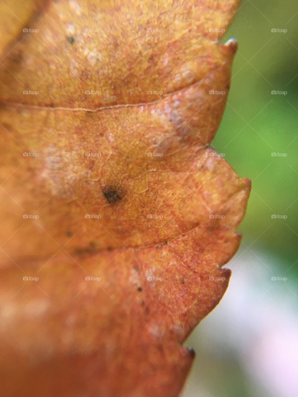 Leaf Macro

