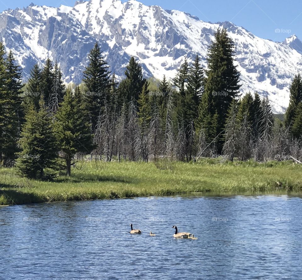 Canada geese in Grand Teton National Park. 