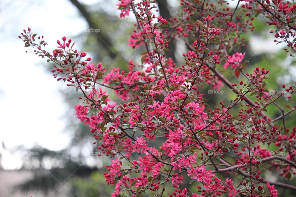 spring blooming tree