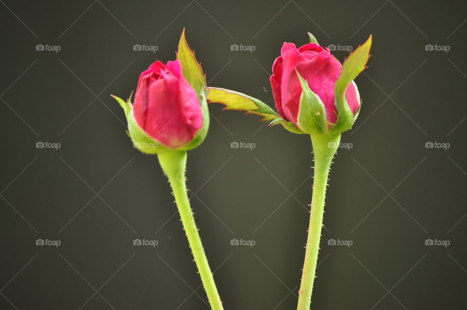Red rose buds