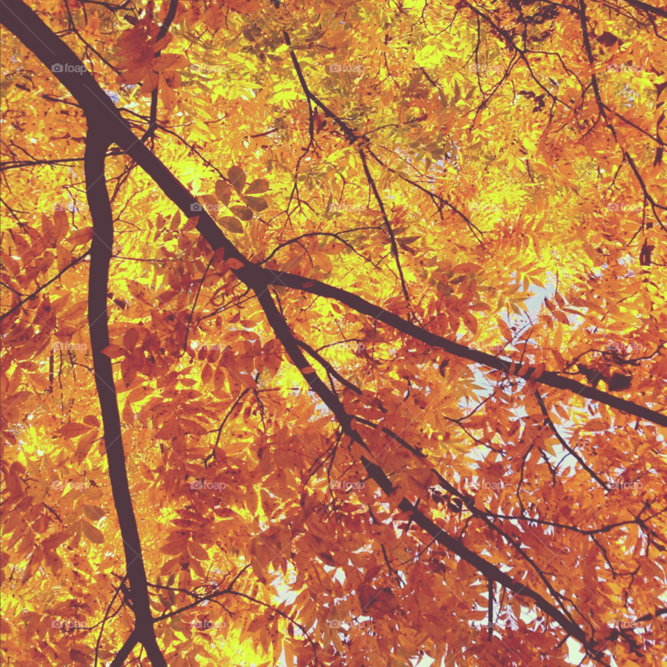 yellow nature colors trees by gene916